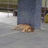 メタボ犬