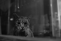 地域猫ちゃん