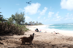 Velzyland  nothshore oahu hawaii