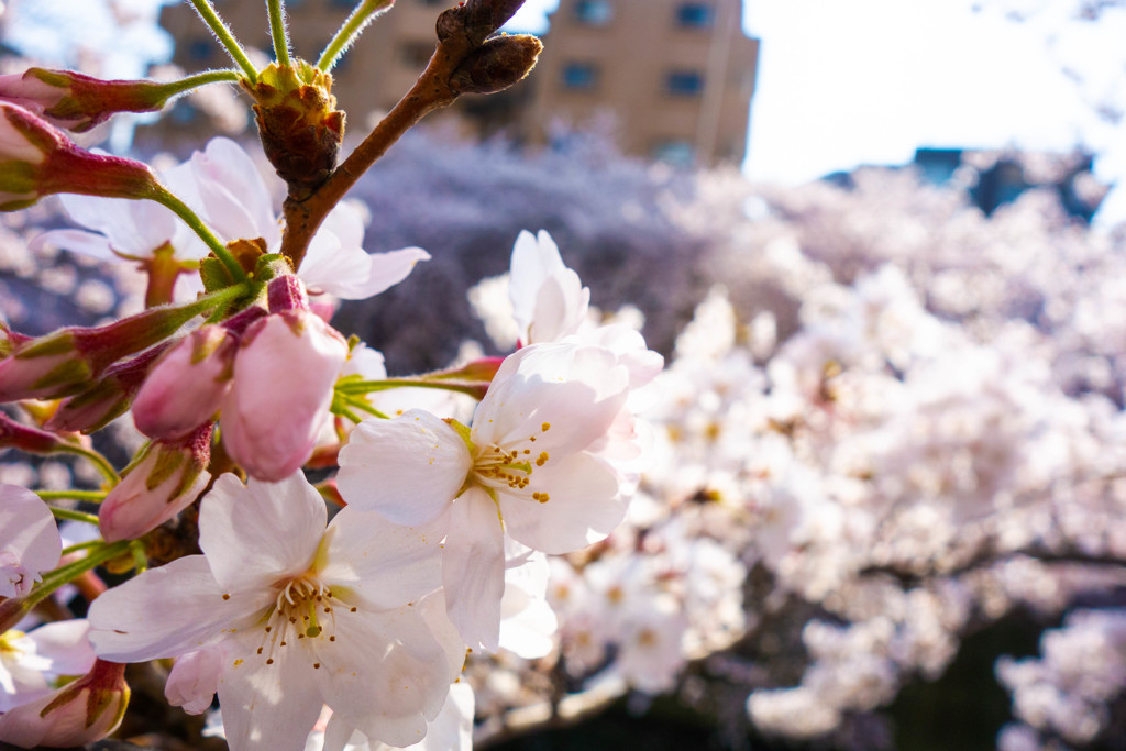 桜