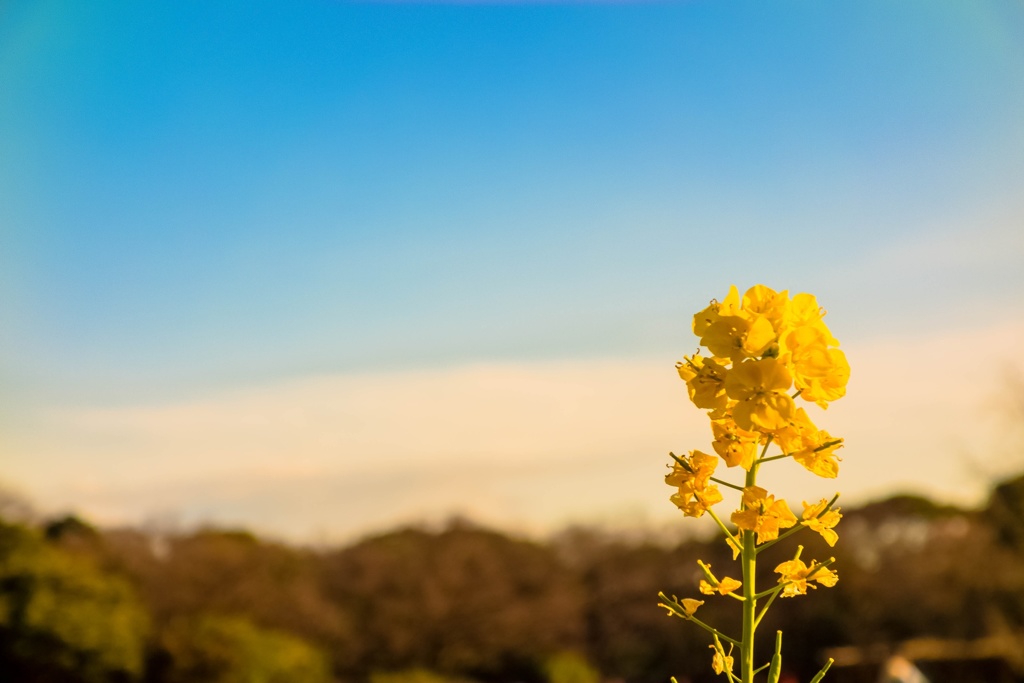 菜の花