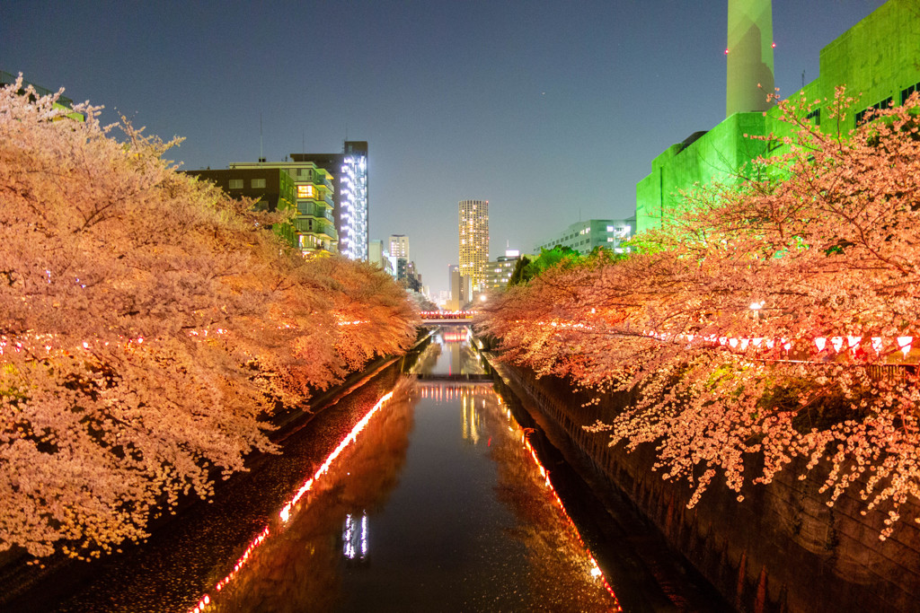 目黒川の桜並木