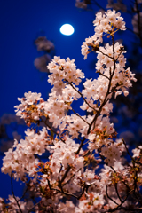 夜桜