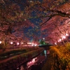 試し撮り-行屋川桜祭り