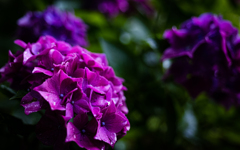 雨露に濡れる紫陽花