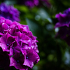 雨露に濡れる紫陽花