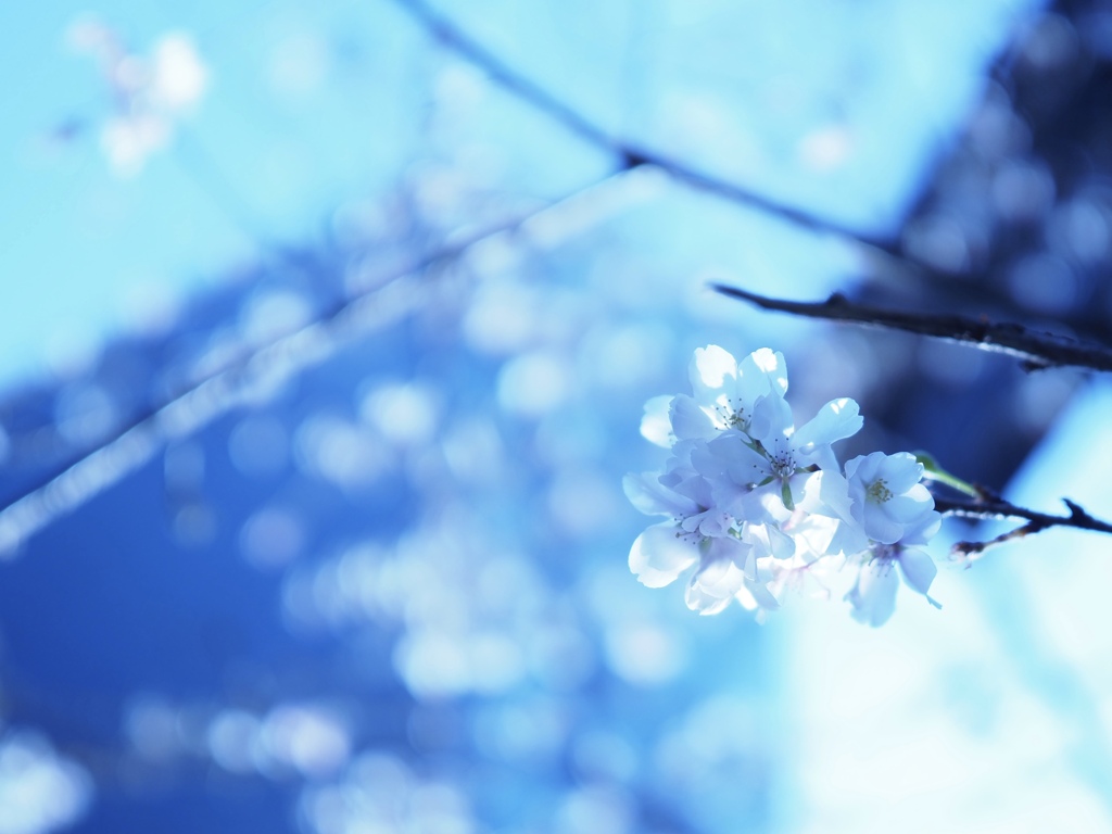 寒桜
