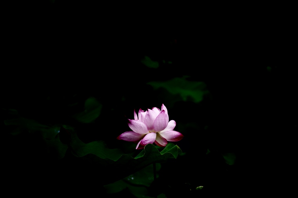 灯