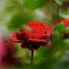 春薔薇