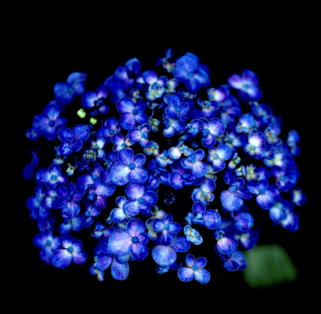 紫陽花 ③
