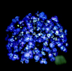 紫陽花 ③