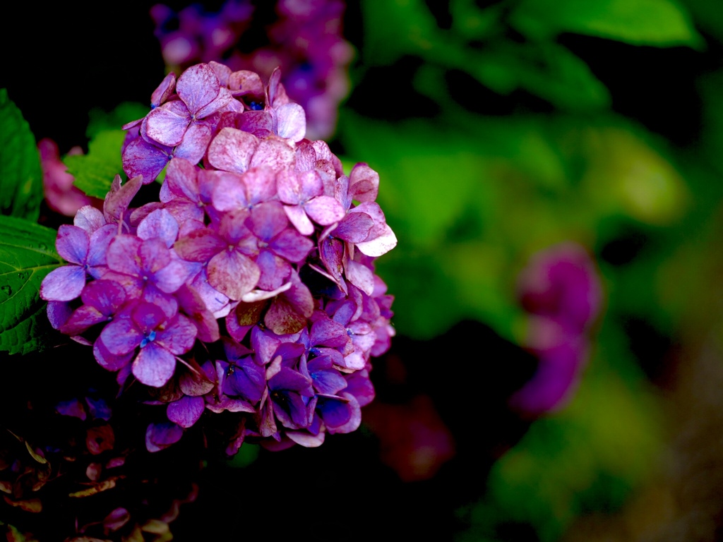 紫陽花②