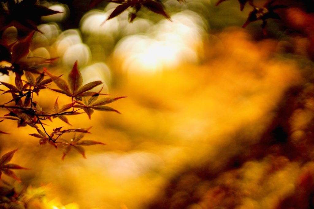 紅葉