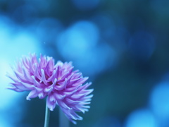 ダリア園にて