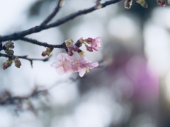 春よ来い