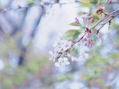 葉桜