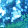 梅雨の中休み