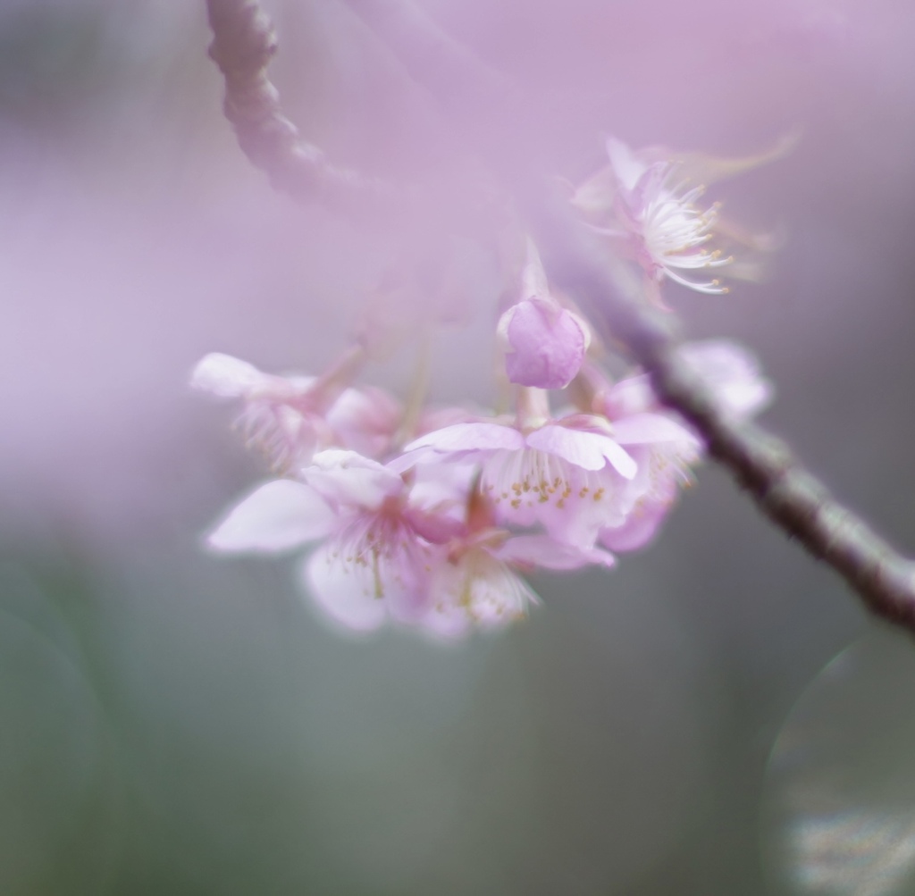 河津桜