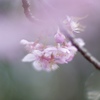 河津桜