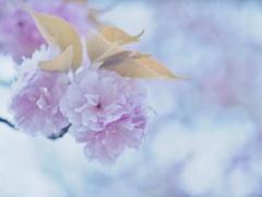 春探し