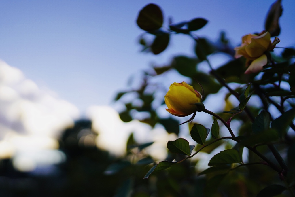 薔薇