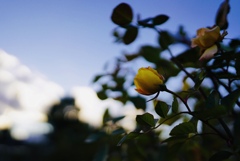 薔薇