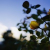 薔薇
