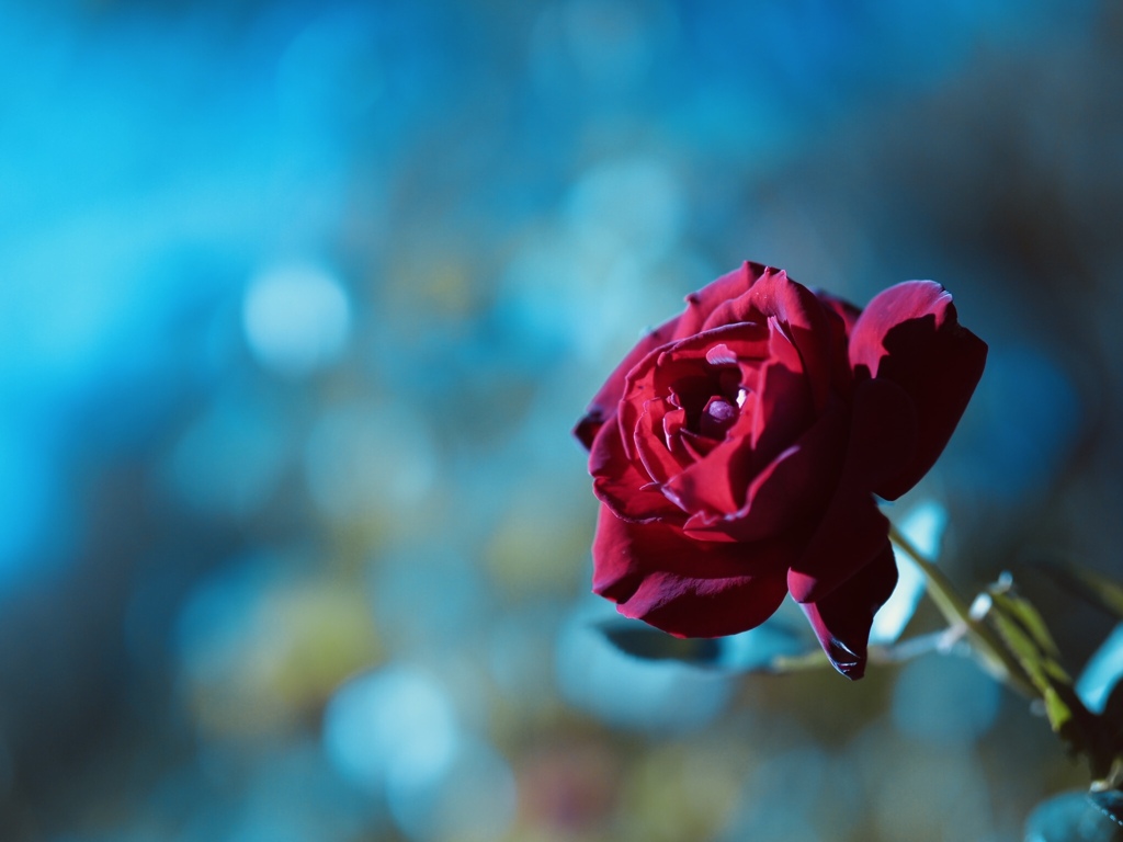 情熱の薔薇