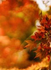 紅葉