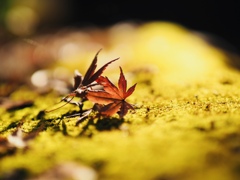 紅葉