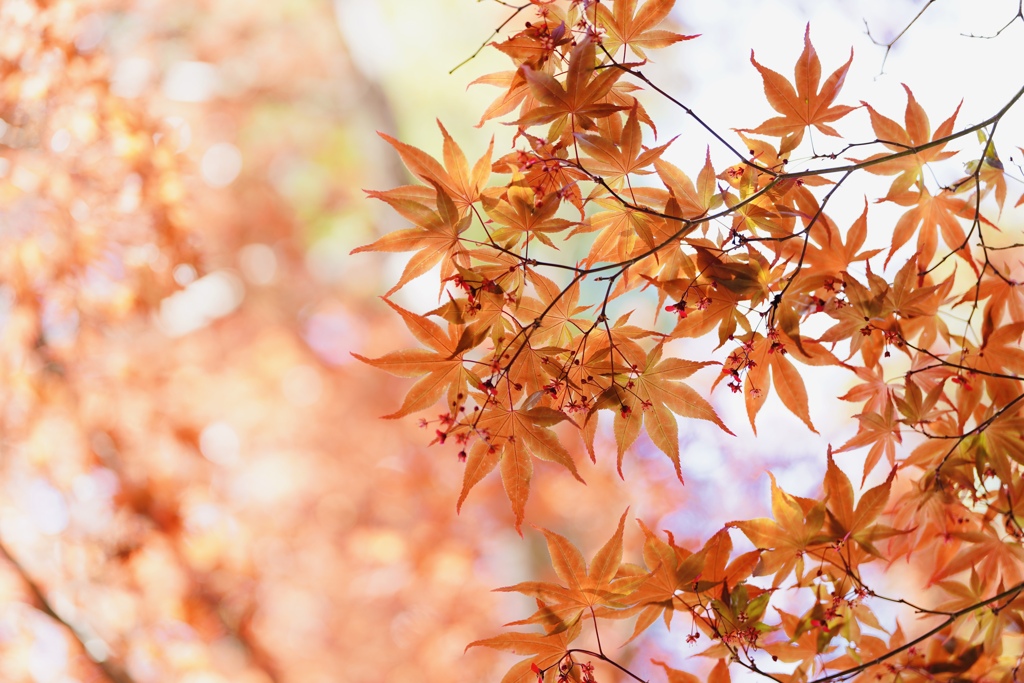 紅葉の花