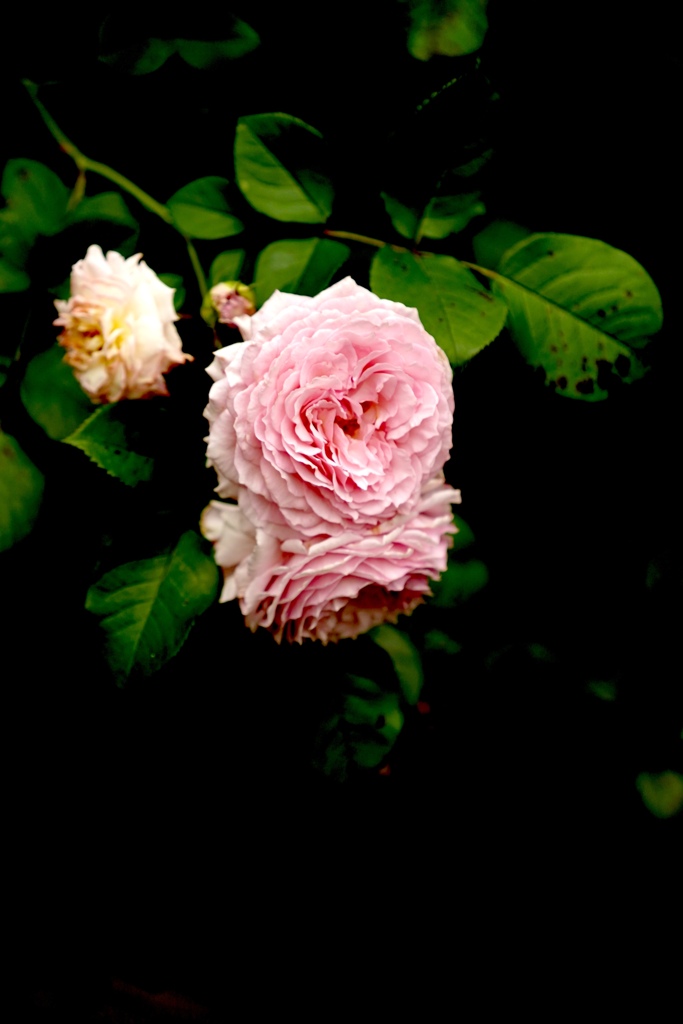 薔薇