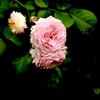 薔薇