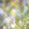 秋桜
