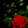 薔薇