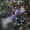 秋薔薇