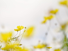 秋桜