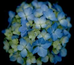 紫陽花 ②