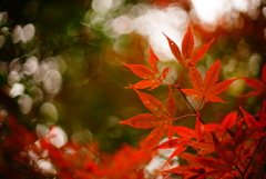 紅葉