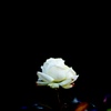 薔薇
