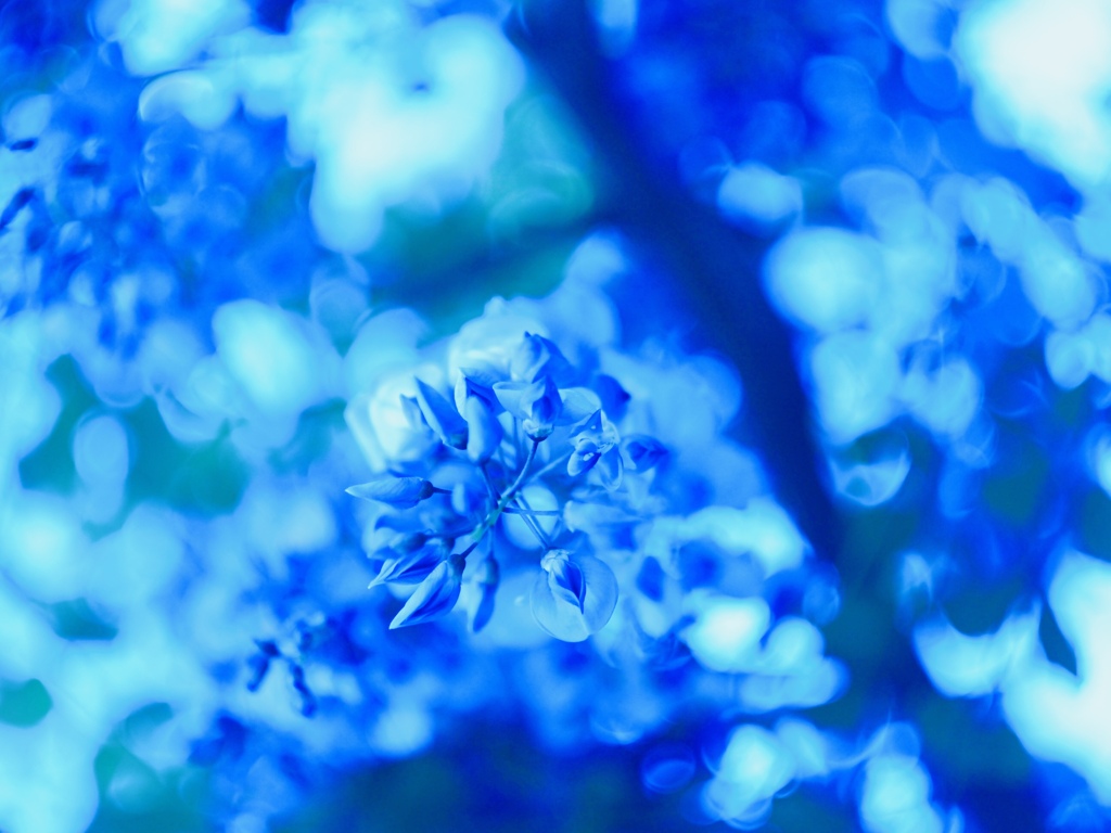 下から藤の花