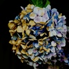 紫陽花