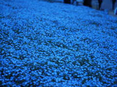青い絨毯