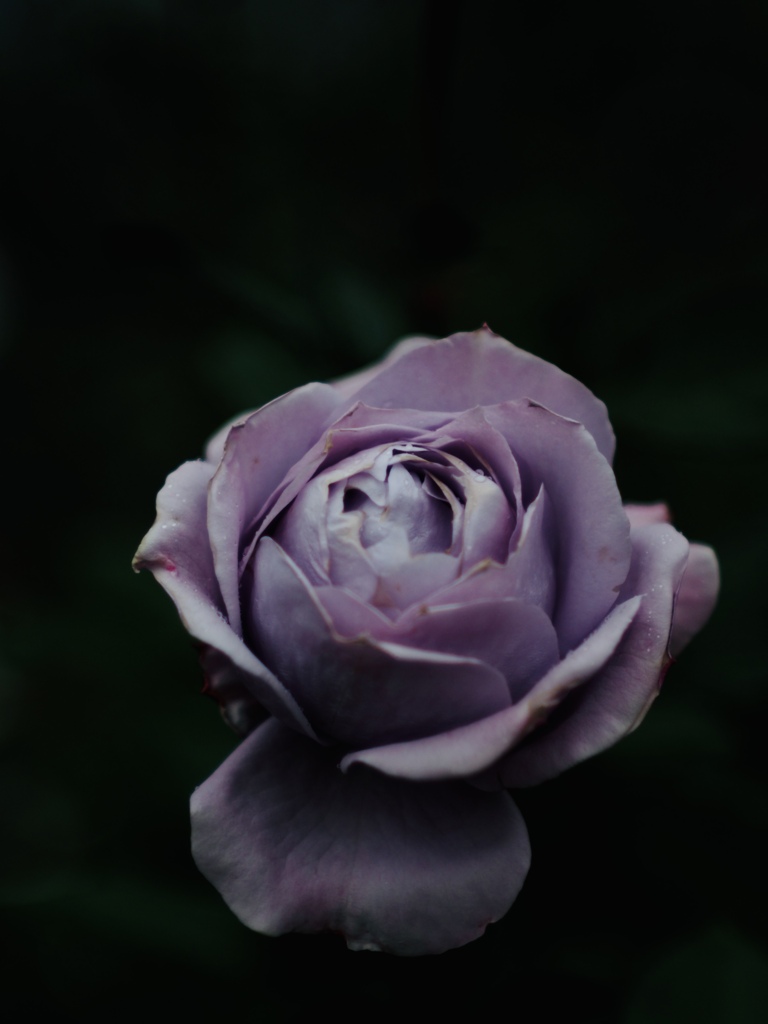 秋薔薇