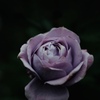 秋薔薇