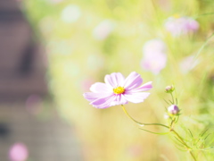 秋桜