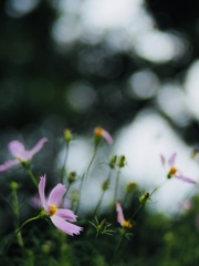 秋桜と玉ボケ