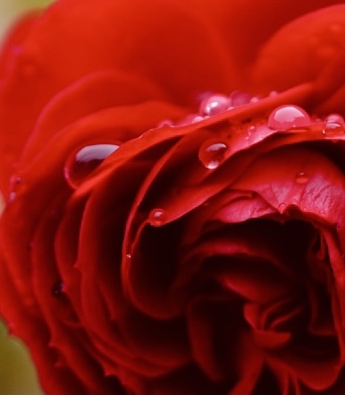 情熱の薔薇