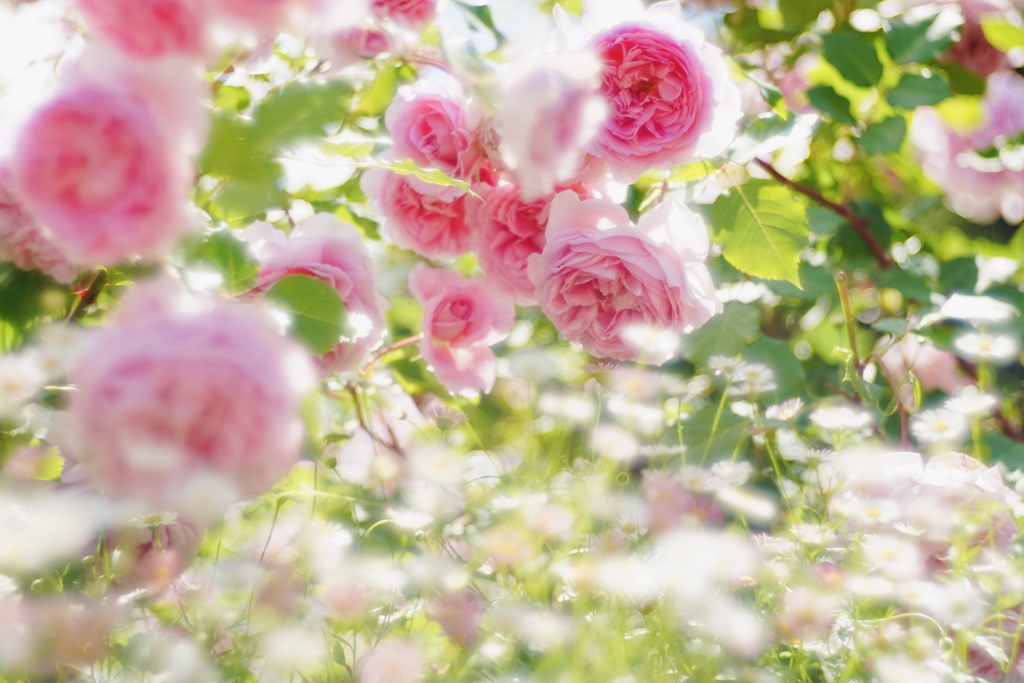 秘密の花園
