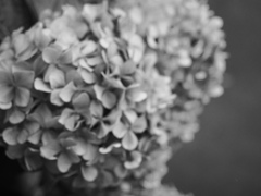 紫陽花